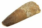 Fossil Spinosaurus Tooth - Real Dinosaur Tooth #234285-1